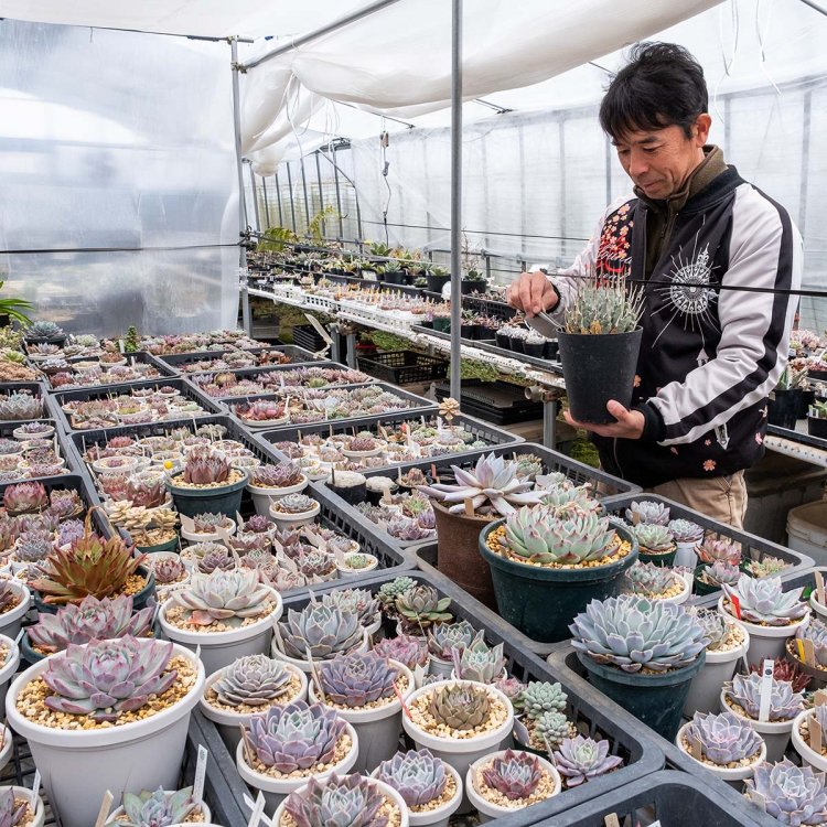 手入れに余念のない後ノ上（ごのかみ）憲一さん。山野草愛にあふれ、語り口は穏やかながら熱い。