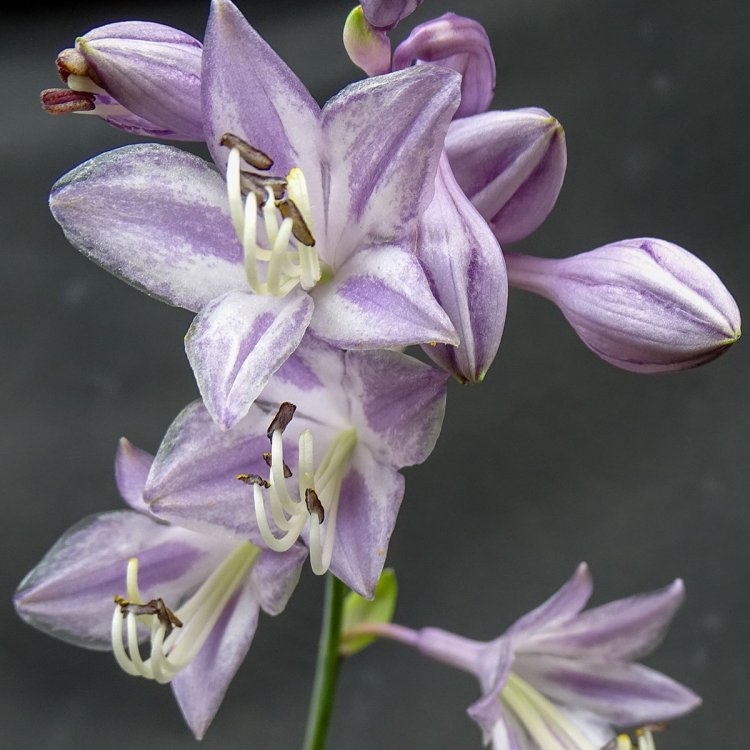 異なる花弁数の咲き分けを作出したイワギボウシは世界初。