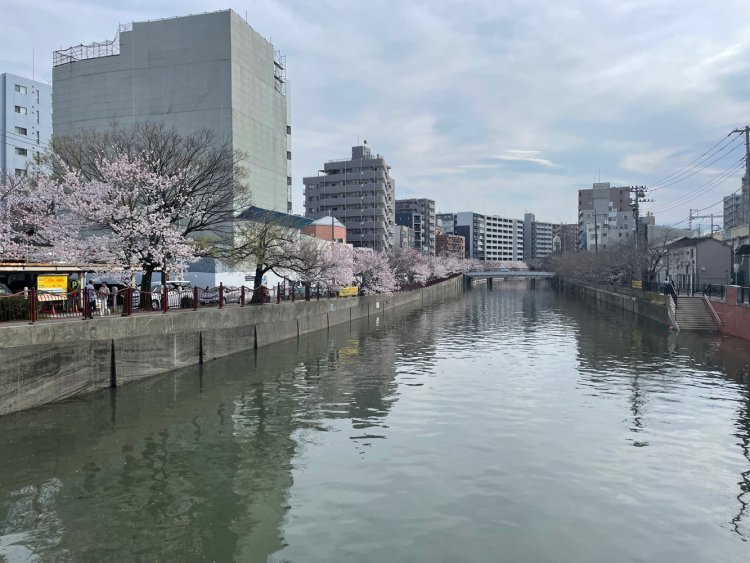 現在の大岡川。もちろん水上ホテルもバラックもない。取材時は川沿いの桜が咲き始めていた。次回はこの大岡川沿いを歩く。