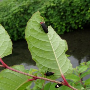 幻想的なホタルの乱舞を楽しむ！福生市のほたる公園ほかで「第60回福生ほたる祭」が6月1日に開催
