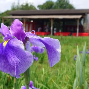 都内屈指のハナショウブの名所、堀切菖蒲園と都立水元公園で「2025葛飾菖蒲まつり」が5月26日～6月15日に開催