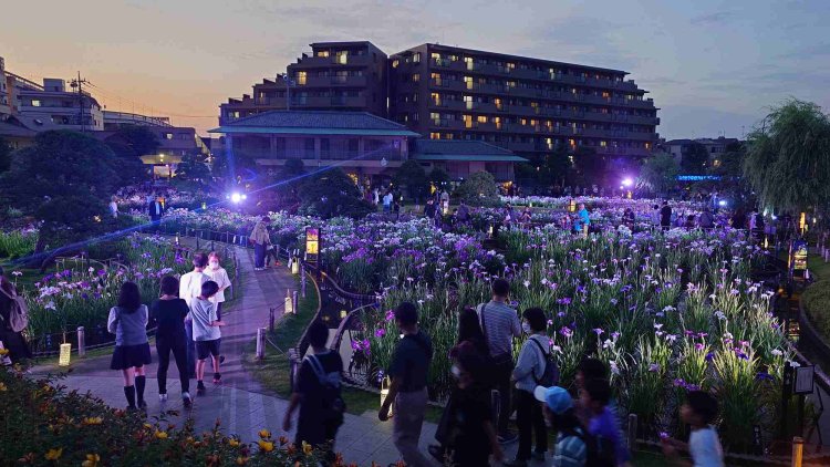 堀切菖蒲園では夜間のライトアップも。日中とは異なる雰囲気を楽しめる。