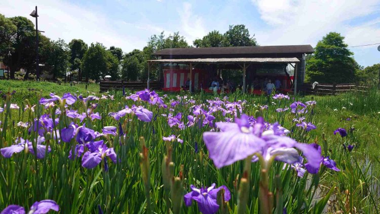 「水元会場は自然の中で伸び伸びと咲いている様子が見られるのも魅力のひとつ」（三上さん）。