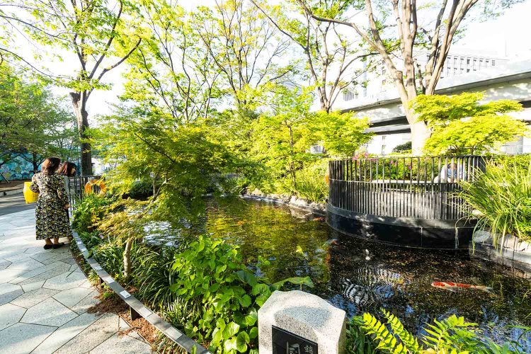 『TOKYO TORCH 常盤橋タワー』の池にニシキゴイ。