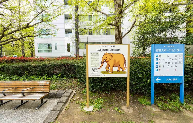 浜町には日本唯一の、ナウマンゾウの化石の発掘現場が。