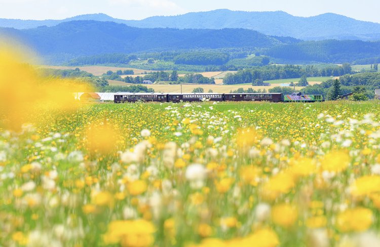 期間限定運行の「富良野・美瑛ノロッコ」号は美瑛の丘陵地を抜け、ラベンダー畑駅へ（写真＝マシマ・レイルウェイ・ピクチャーズ）。