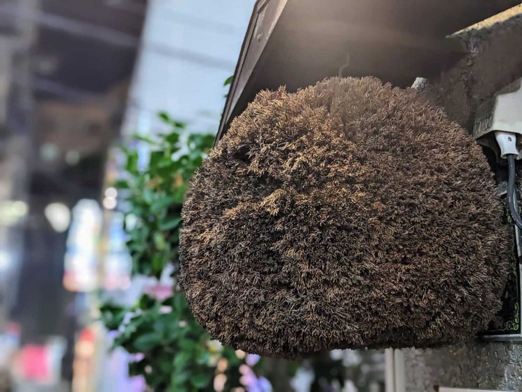 【酒場ナビ】岩手屋-支店_19