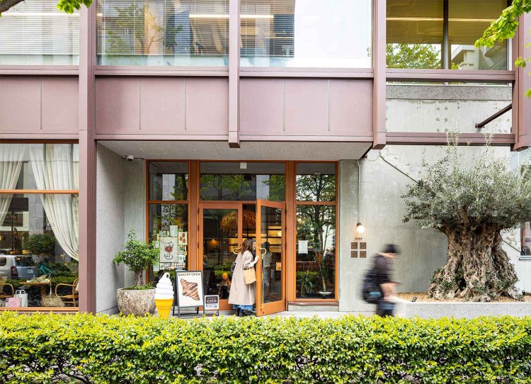 『BANK』入り口の植栽は、推定樹齢1000年のオリーブ。