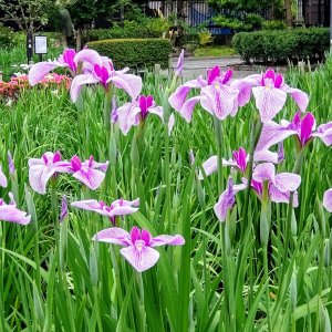 梅雨のお花見に出かけよう！アジサイだけじゃない色とりどりの花や名所、梅雨前線のしくみとは？