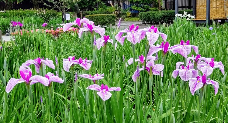 梅雨のお花見に出かけよう！アジサイだけじゃない色とりどりの花や名所、梅雨前線のしくみとは？
