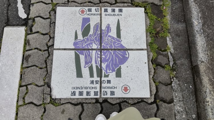 散歩していると、足元にも花菖蒲を発見！