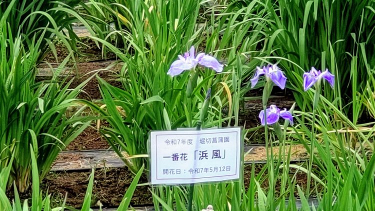 今年の一番花は「浜風」。