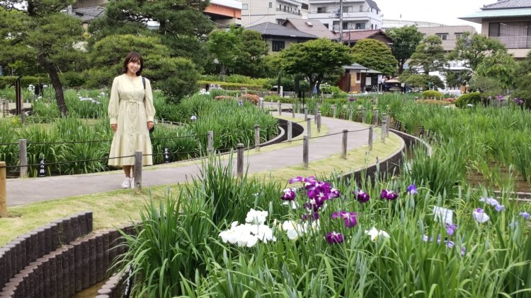 見ごろには園内全体で花菖蒲が咲き誇る。