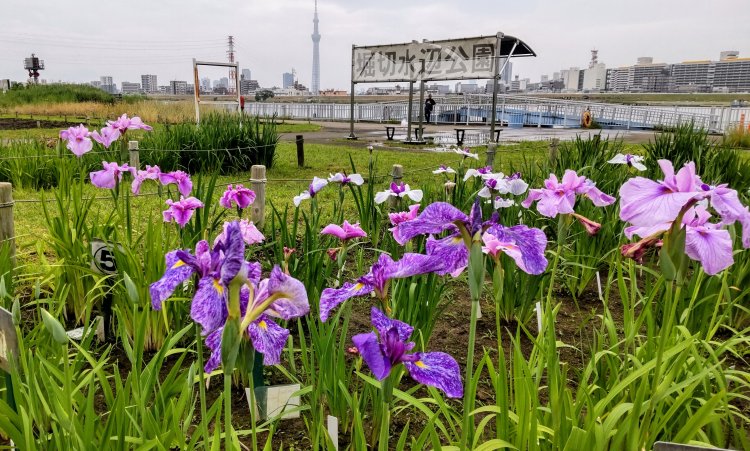 見ごろの花菖蒲の奥にスカイツリーが現れる。