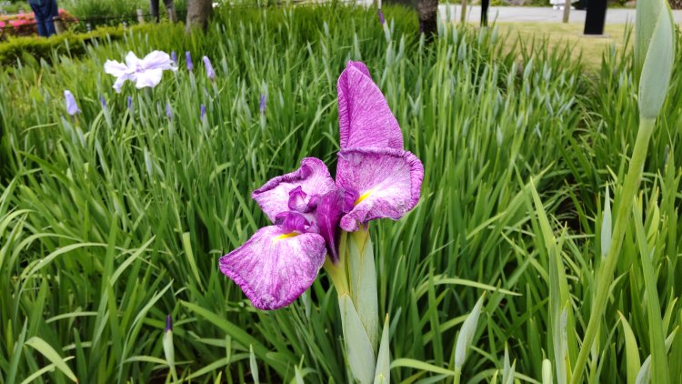 江戸時代から花菖蒲の名所と知られる堀切の地、見ごろが楽しみ。