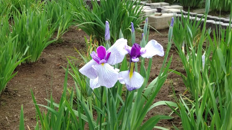 薄紫、紅、白……少しずつ違う花の色合いを楽しめる。