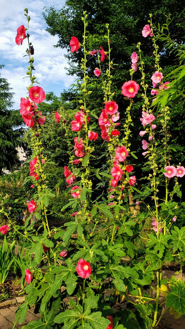 梅雨時にぐんぐん成長するタチアオイ。ホリホックの名でも知られる。