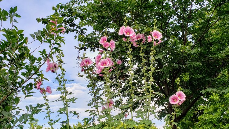 鮮やかな花びらが本格的な夏の到来を感じさせる。