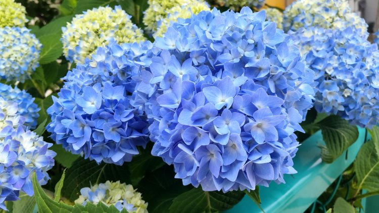 アジサイももちろんお忘れなく。