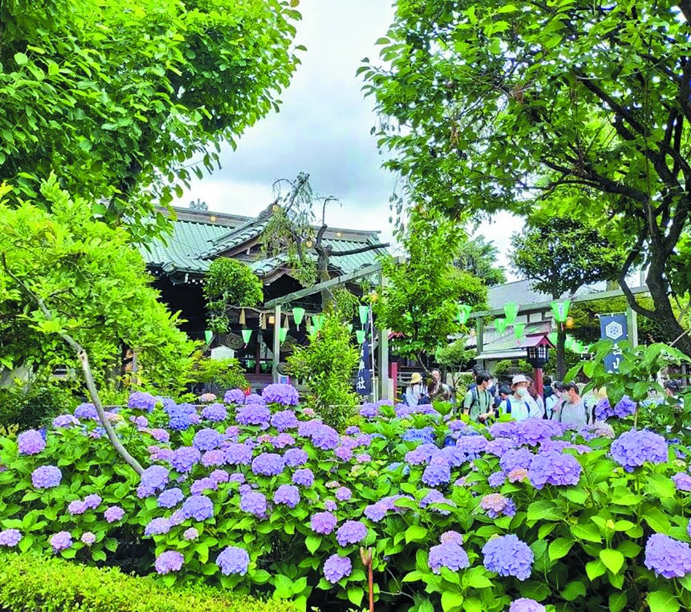約3000株のアジサイが咲き誇る白山神社と白山公園で「第41回文京あじさいまつり」が6月7～15日に開催！