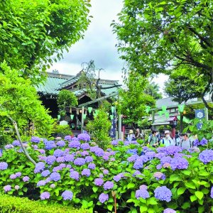 約3000株のアジサイが咲き誇る白山神社と白山公園で「第41回文京あじさいまつり」が6月7～15日に開催！