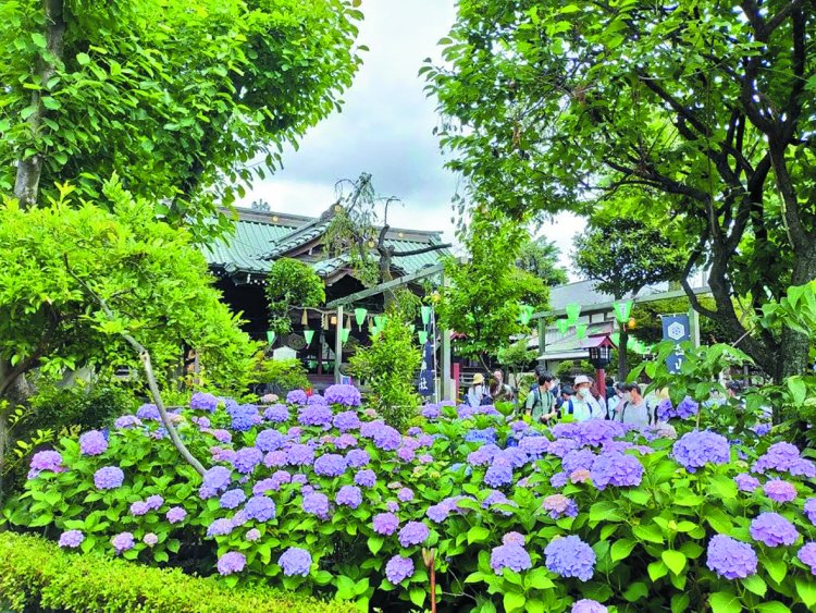 約3000株のアジサイが咲き誇る白山神社と白山公園で「第41回文京あじさいまつり」が6月7～15日に開催！