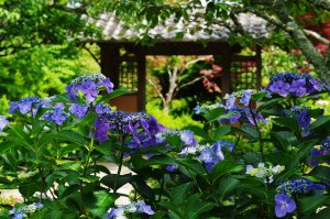 海蔵寺_3