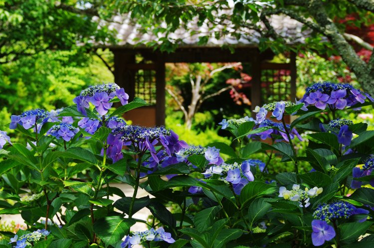 海蔵寺（かいぞうじ）