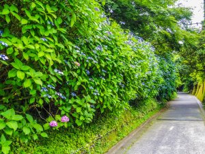 亀ヶ谷坂切通-(2)