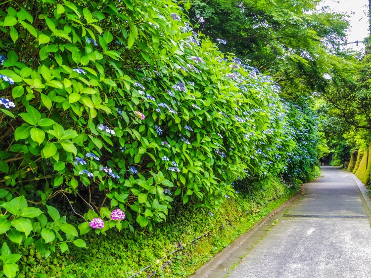 亀ヶ谷坂切通-(2)