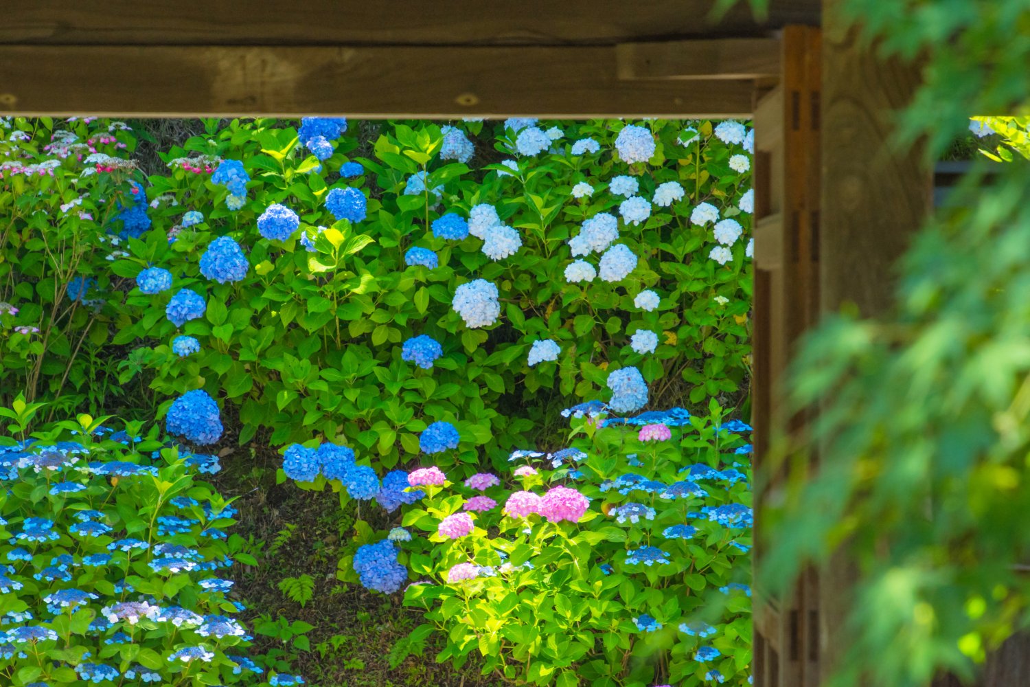 長寿寺-(1)
