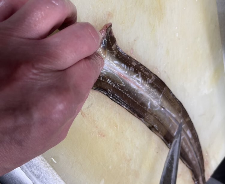 包丁の背で身を軽くこすると、微動するあなごは新鮮そのもの。