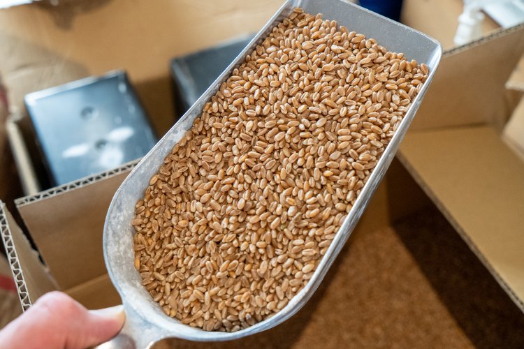 玄麦は北海道産の「ゆめちから」など。翌日に使う分を石臼で碾く。