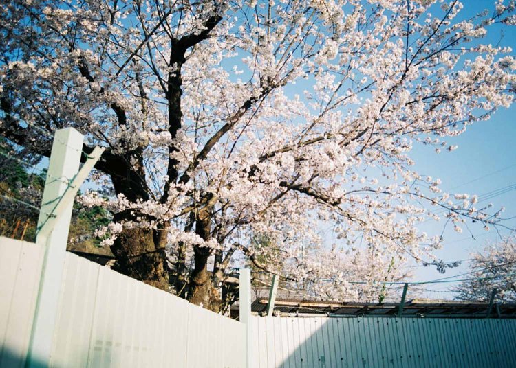 フェンスを超えてくる桜の木。