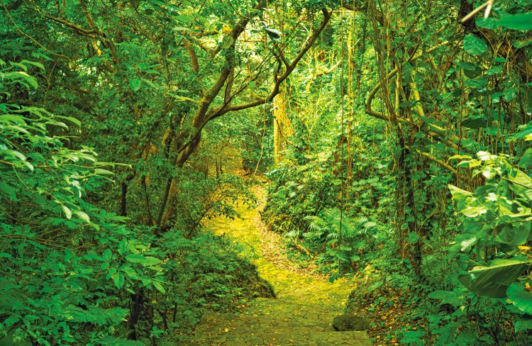 ゆいレールで行ける末吉公園は豊かな自然にふれられるスポット。ホタルが観賞できることでも知られる（写真＝PIXTA）。