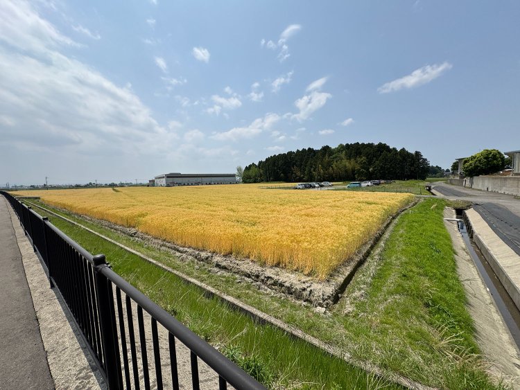 たんぼ前田利家