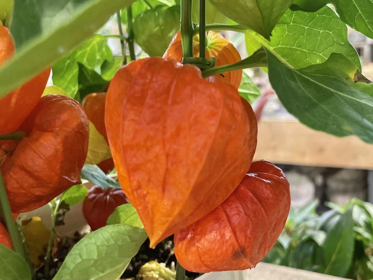 夏になると各地で見かける鮮やかなオレンジ色のホオズキ。