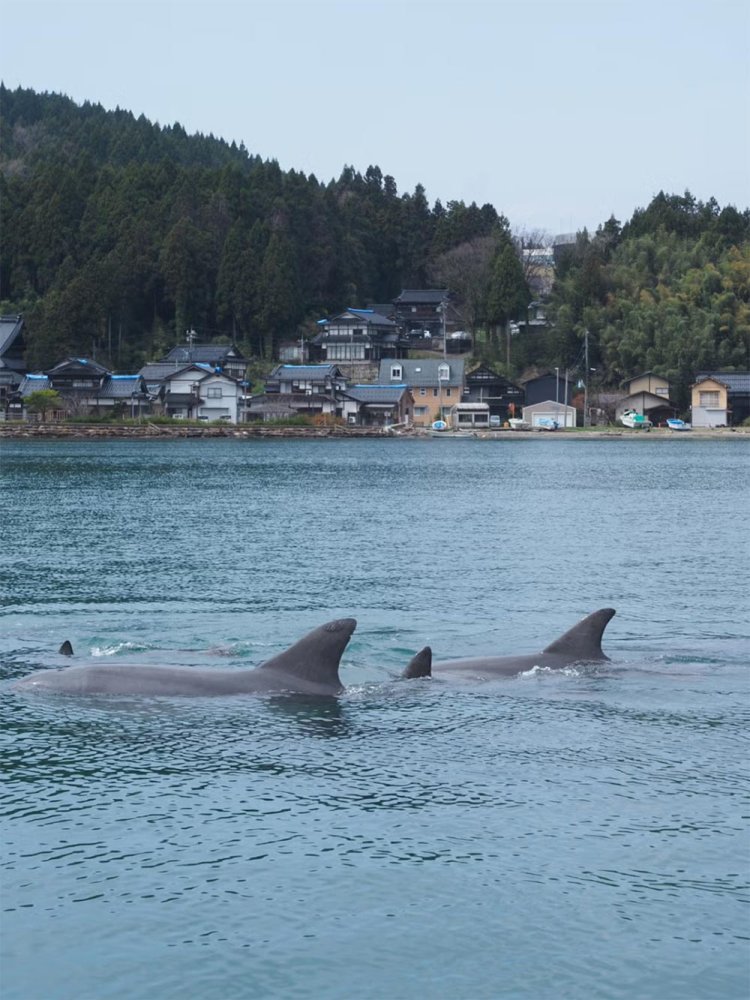 【camell】今行ける能登_28