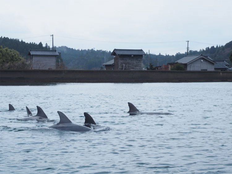 【camell】今行ける能登_29