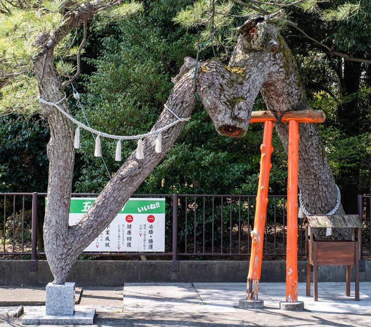 社殿裏手にあり、パワースポットとしても名高い「Vの松」。