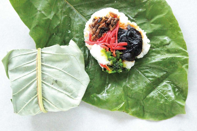こちらは初夏だけのごちそう。青々とした朴葉の季節、地元で作られるの郷土料理・朴葉寿司。地域によって具材は異なるが、後藤食品特製は伝統の「蜂の子朴葉寿司」。ヘボのプチプチ食感がポイント。