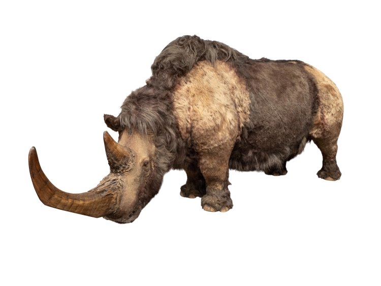 ケサイ（生体復元模型）。