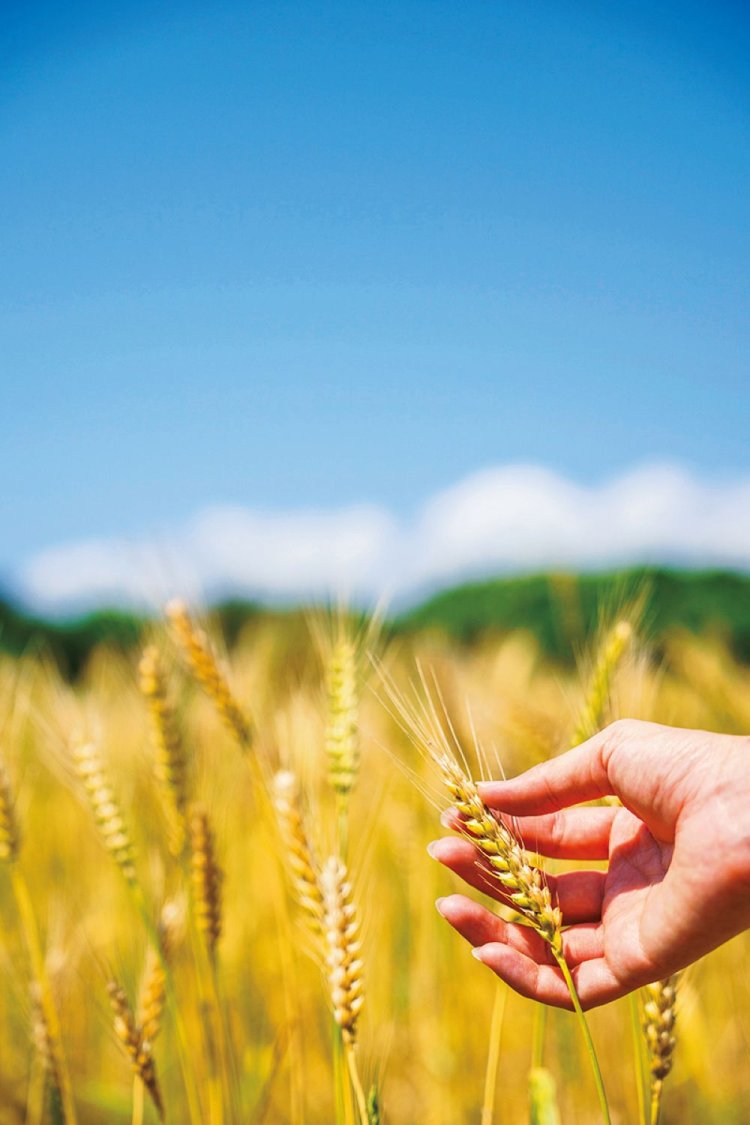 五穀発祥伝説が残るこの島には、かつて麦畑が広がっていた。戦争や人口減少などにより途絶えそうになっている麦作を、次世代へとつなげようという動きも。