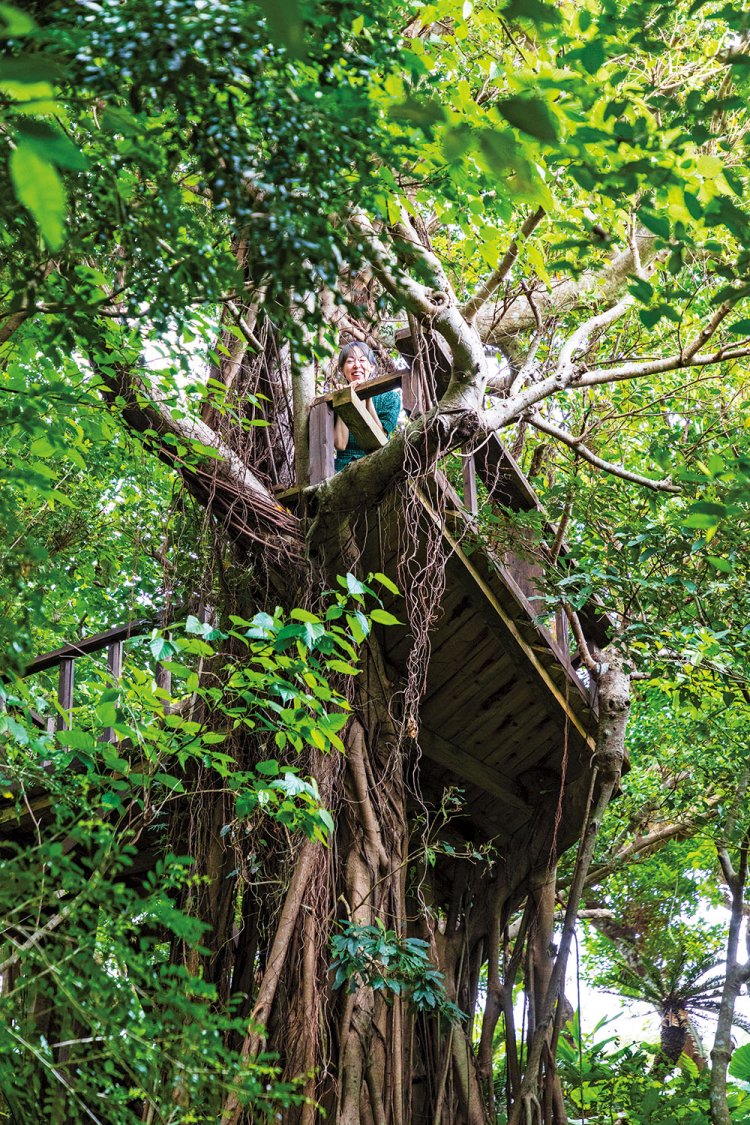 簡単なトレッキングコースも整備されている裏山の中間に、ガジュマルのツリーテラスを発見。沖縄の精霊・キジムナーになったよう！