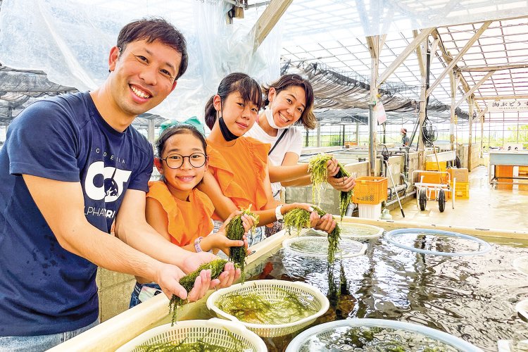 海ぶどう摘みとり＆すくい体験は、「生海ぶどうソフトクリーム」付き、宿泊とは別で中学生以上3300円。「朝採れぷちぷちの海ぶどうがたまらない」。