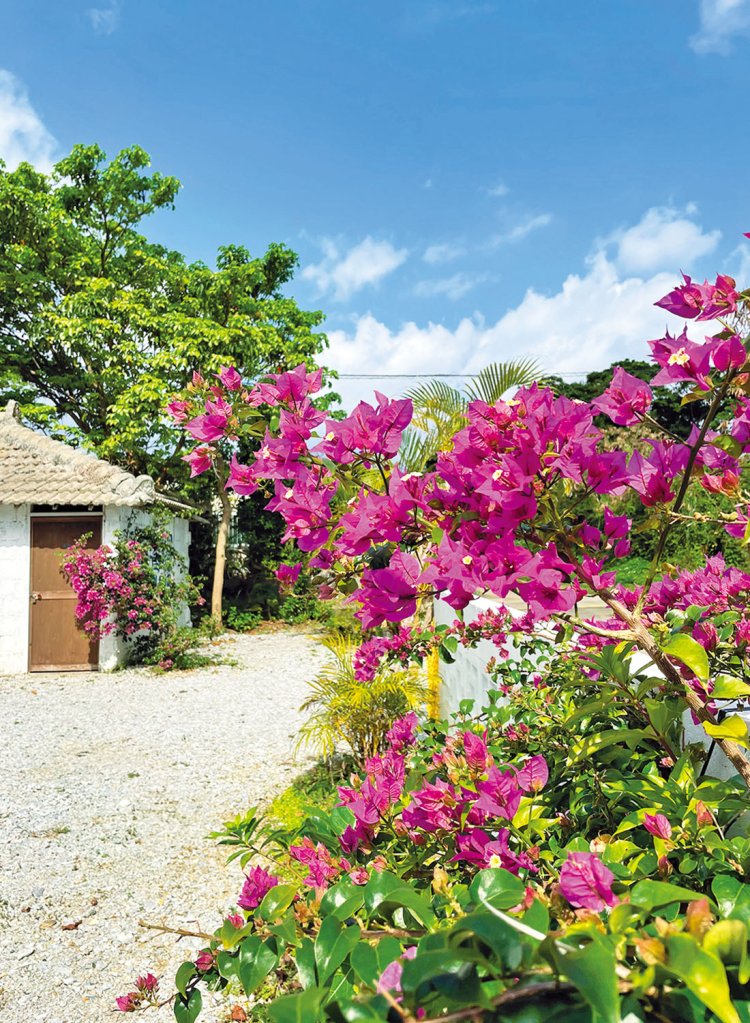 約200坪の庭にブーゲンビリアやバナナの花などが美しく咲き誇る。