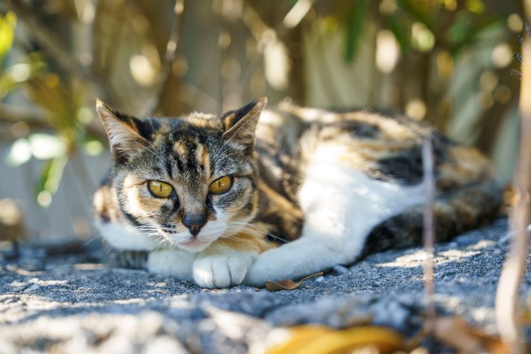 集落周辺にはたくさんの人懐っこい猫が。