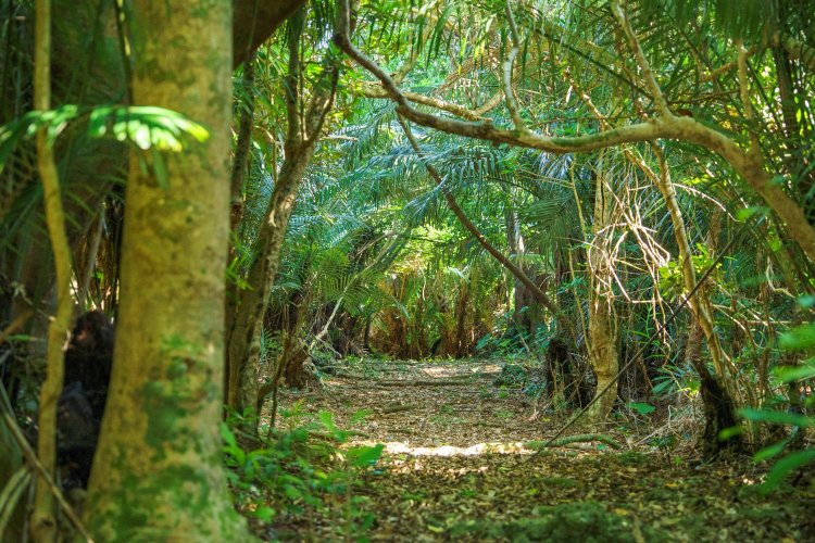 入口近くからみた「フボー御嶽」。生い茂るクバ（ビロウ）は真っすぐ天に伸びることから、神が伝って降りてくる最高の神木とされている。神職以外の何人も立入禁止。