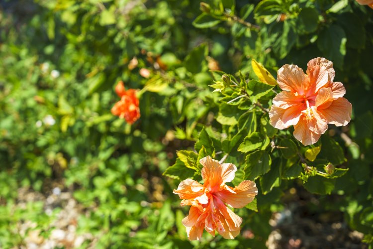 島の土地は神様からお借りしているものという考えから、私有ではなくみんなで分け合う総有地制度が採られている。