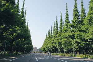 06_明治神宮外苑イチョウ並木